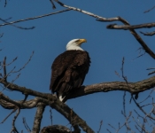 2016 04 09 Eagles 018